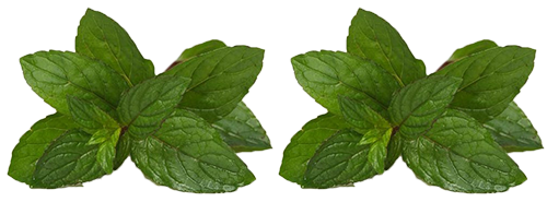 cocktail-mojito-recette